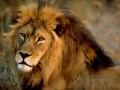 lion 16